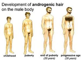 Etapas do desenvolvemento masculino