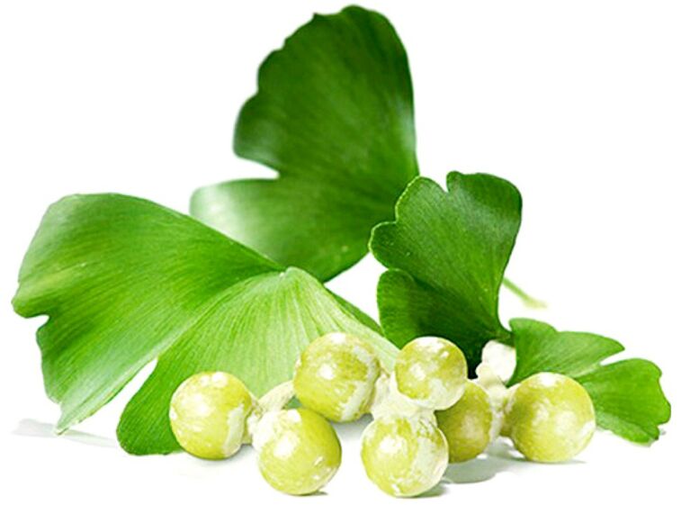 As follas de Ginkgo biloba melloran o fluxo sanguíneo aos tecidos do pene